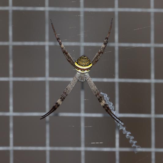 Argiope keyserlingi (St. Andrew's Cross Spider).jpg